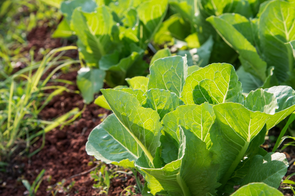 毎日350gの野菜が健康を支える