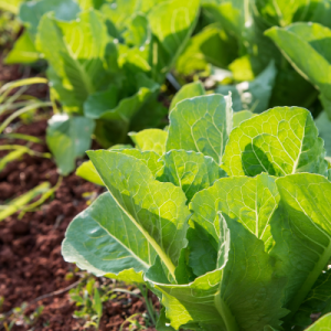 毎日350gの野菜が健康を支える